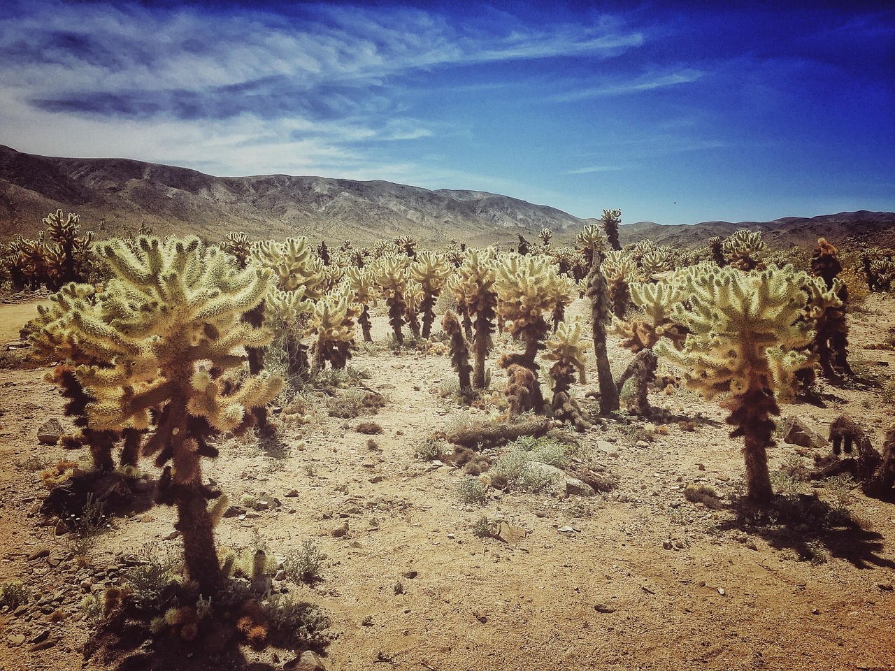 The Palm Springs to Joshua Tree Run in a Classic Corvette: Desert Heat, Mid-Century Lines, and the Long Blue Hour